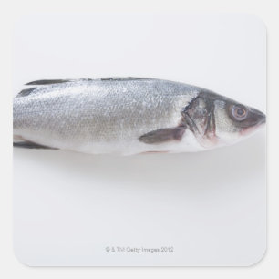 Whole branzini fish square sticker