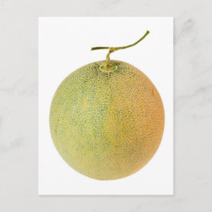 Whole musk melon postcard