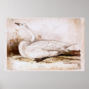 Whooper swan (cygnus cygnus)  1835 , Lear, Edward Poster
