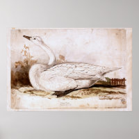 Whooper swan (cygnus cygnus)  1835 , Lear, Edward