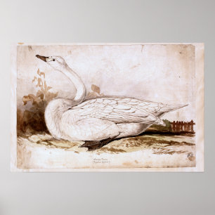 Whooper swan (cygnus cygnus) 1835 , Lear, Edward Poster