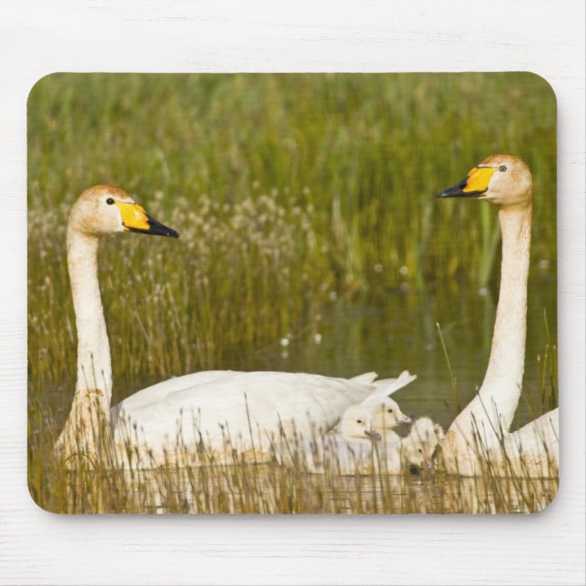 Whooper swan pair with cygnets in Iceland. Mouse Mat (Front)