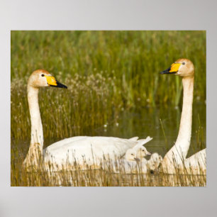 Whooper swan pair with cygnets in Iceland. Poster