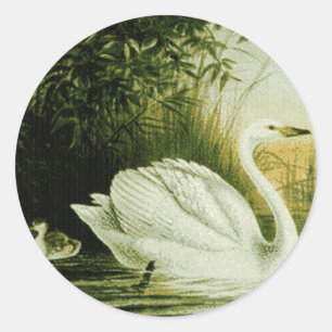 Whooper Swan Sticker