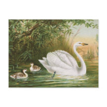 "Whooper Swan" Vintage Bird Illustration