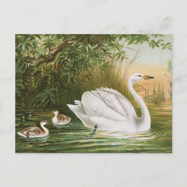 "Whooper Swan" Vintage Bird Illustration Postcard (Front)