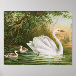 "Whooper Swan" Vintage Bird Illustration Poster