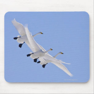 Whooper Swans flying in the sky Mouse Mat