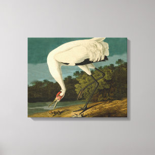 Whooping Crane Audubon Bird Painting Canvas Print
