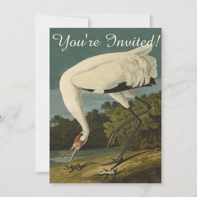 Whooping Crane Audubon Bird Painting Invitation (Front)