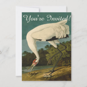 Whooping Crane Audubon Bird Painting Invitation