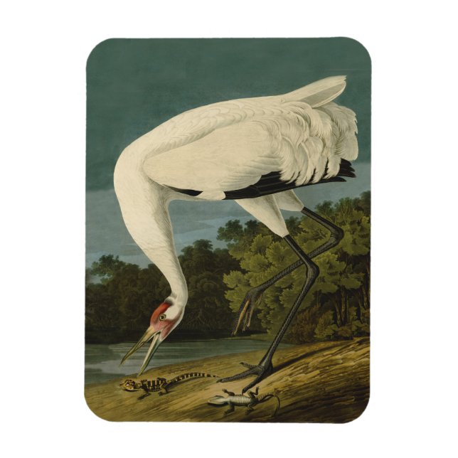 Whooping Crane Audubon Bird Painting Magnet (Vertical)