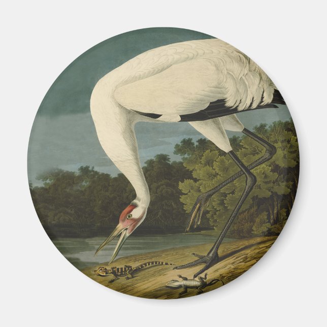 Whooping Crane Audubon Bird Painting Magnet (Front)