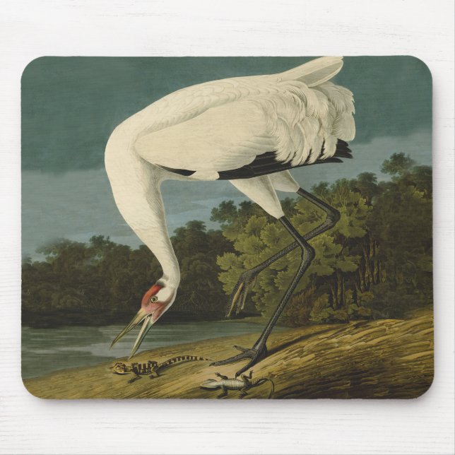 Whooping Crane Audubon Bird Painting Mouse Mat (Front)