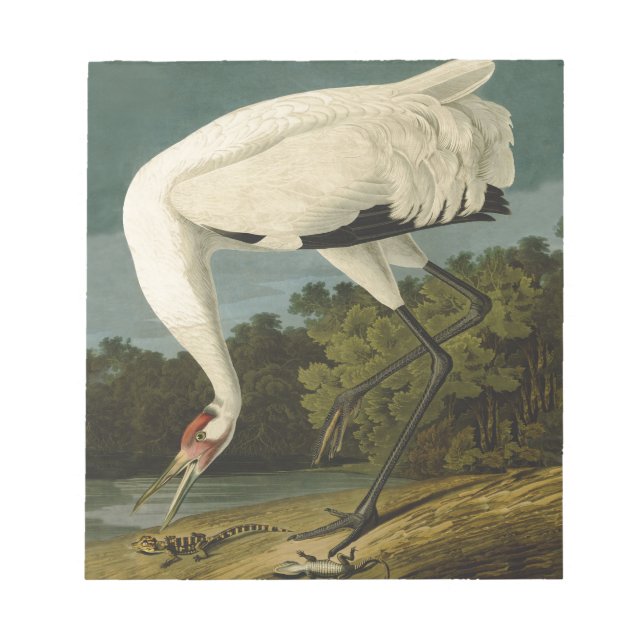 Whooping Crane Audubon Bird Painting Notepad (Front)