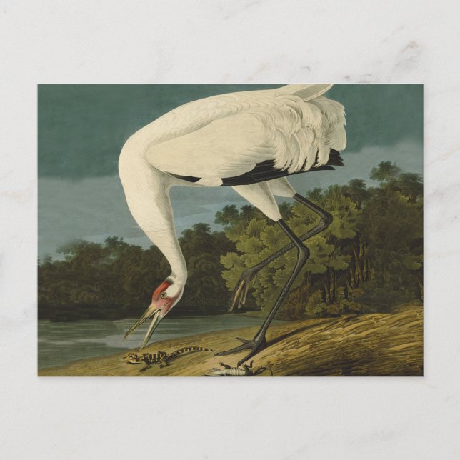 Whooping Crane Audubon Bird Painting Postcard (Front)