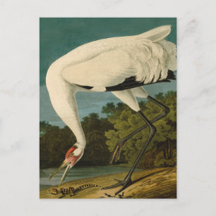 Whooping Crane Audubon Bird Painting Postcard