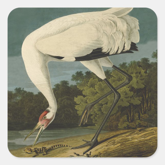 Whooping Crane Audubon Bird Painting Square Sticker (Front)
