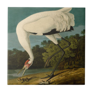 Whooping Crane Audubon Bird Painting Tile
