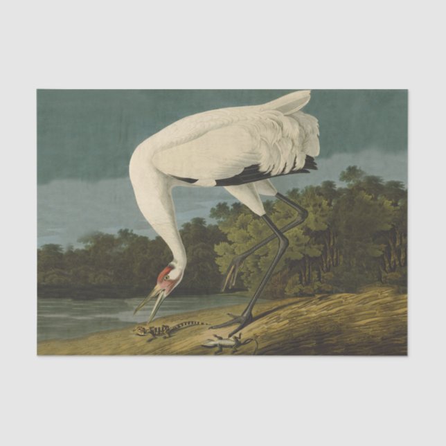 Whooping Crane Audubon Bird Painting Tissue Paper (Front)