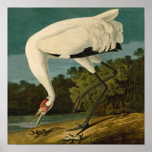 Whooping Crane Audubon Bird Print