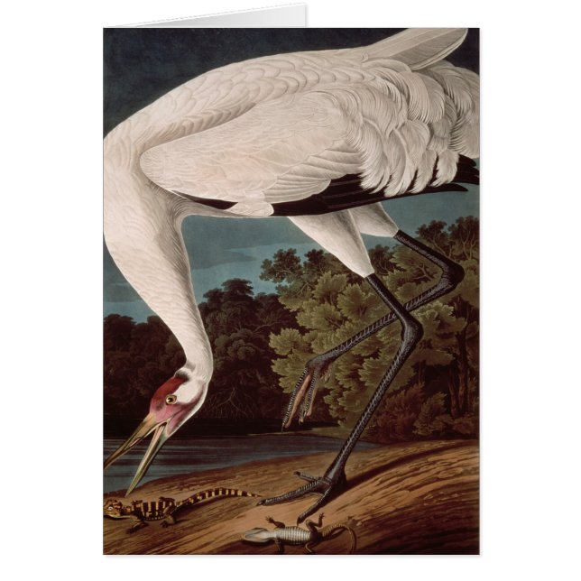 Whooping Crane, from 'Birds of America' (Front)