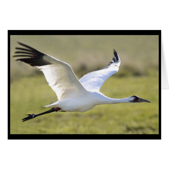 Whooping Crane (Grus americana) (Front Horizontal)