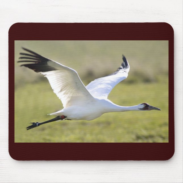 Whooping Crane (Grus americana) Mouse Mat (Front)