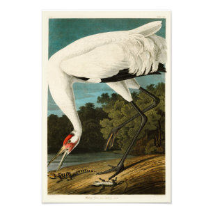 Whooping Crane John James Audubon Birds of America Photo Print