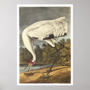 Whooping Crane Poster