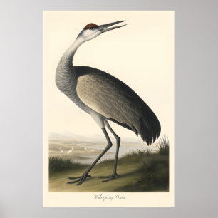 Whooping Crane Print Vintage Audubon Style Bird