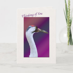Whooping Crane Thinking of You Greeting Card