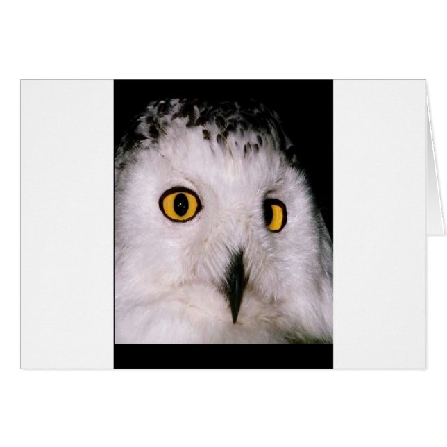 WHOOT OWL (Front Horizontal)
