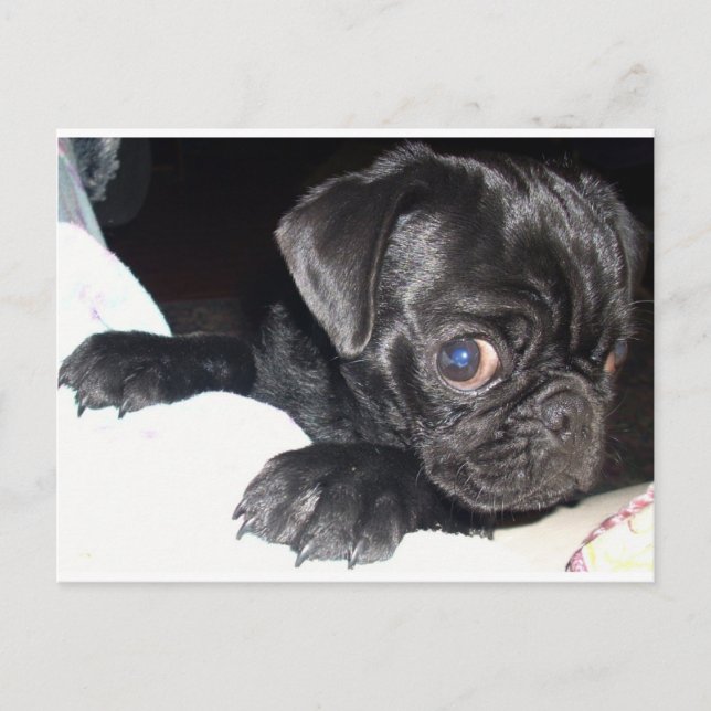 Who're you looking at? postcard (Front)