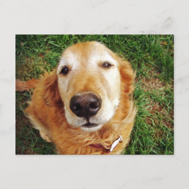 Who's a Good Boy? Postcard (Front)