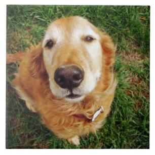 Who's a Good Boy? Tile