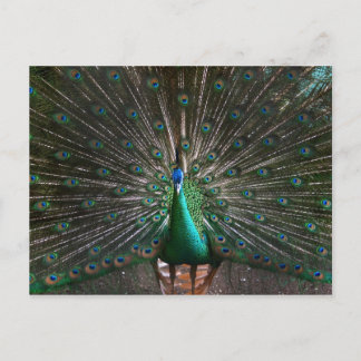 Who's a pretty boy postcard