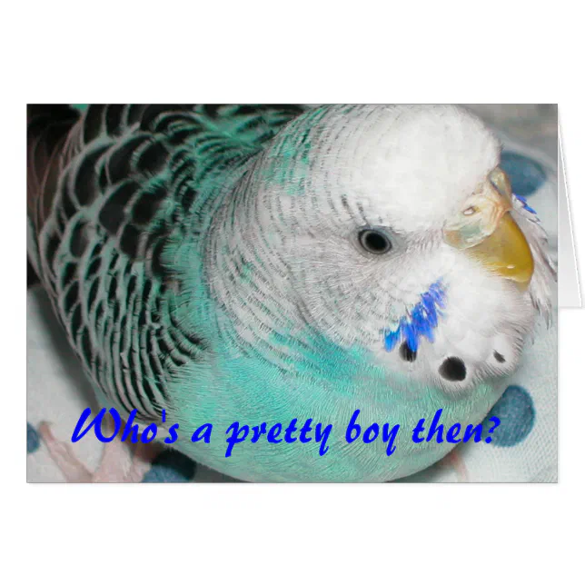 洋書 Who's a Pretty Boy Then? Who's a pretty boy then? | Zazzle