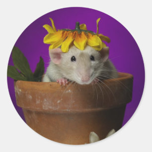 who's been in the flowers? classic round sticker