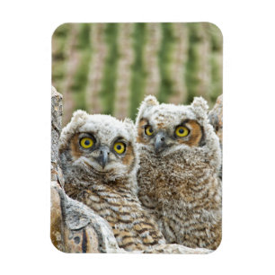 Who's there, Pair of Owl's Magnet