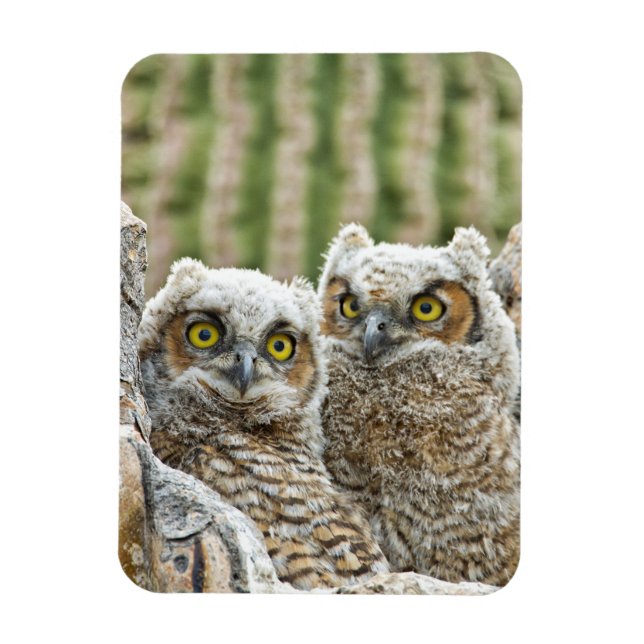 Who's there, Pair of Owl's Magnet (Vertical)