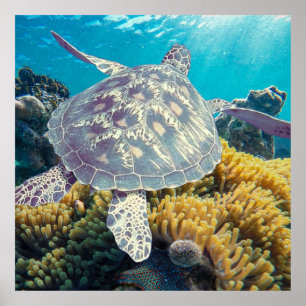Who's Who On The Coral Reef – Green Sea Turtle Poster
