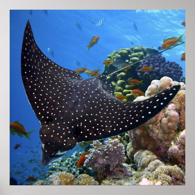 Who's Who On The Coral Reef – Spotted Ray Poster (Front)