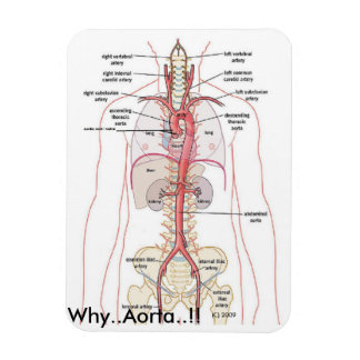 WHY..Aorta..!!   Aortic Anatomy Magnet
