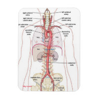 WHY AORTA!!  Magnets