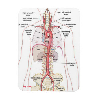WHY AORTA!!  Magnets