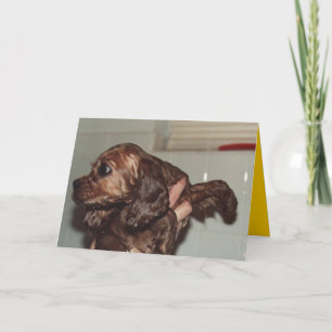 WHY COULDN'T WE HAVE BEEN PRESBYTERIANS? CARD