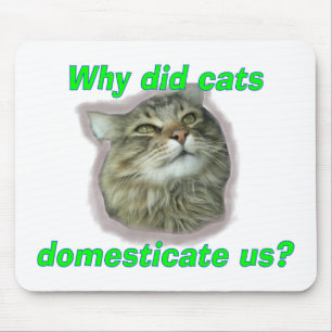 Why did cats domesticate us? mouse mat