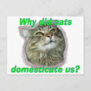 Why did cats domesticate us? postcard