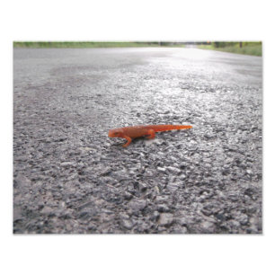 Why did the salamander cross the road? photo print
